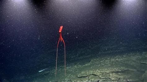自然科普：日本深海乌贼浮上岸，短期出现两次，专家称或预示大级别地质活动-深i科普