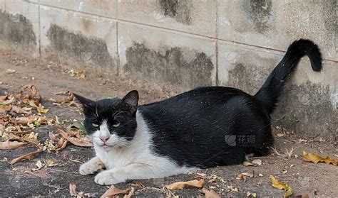 黑白相间的家猫躺在地板上高清图片下载-正版图片507262856-摄图网