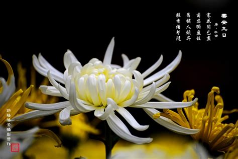 齐白石《菊花》 - 木版水印作品 - 荣宝斋 官方网站