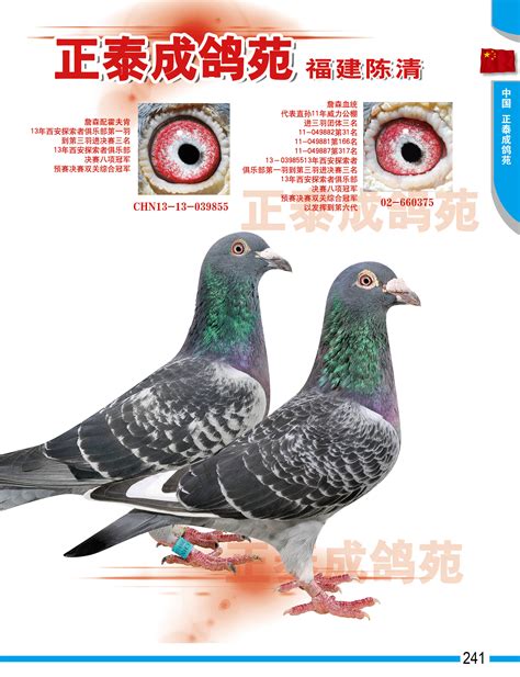 走访沈阳十佳鸽舍之一“御龙鸽苑”--中国信鸽信息网相册