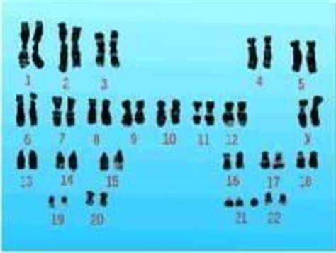 一系列文章层层剖析X染色体和Y为什么能走到一起？分手很难（尤其是性染色体） - 生物通
