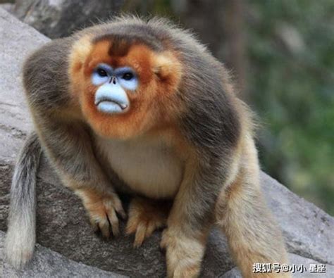 1956年出生的属猴的是什么命 1956属猴的寿命死于几月-吉日-土灵吉日