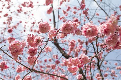 花的大全大图图片