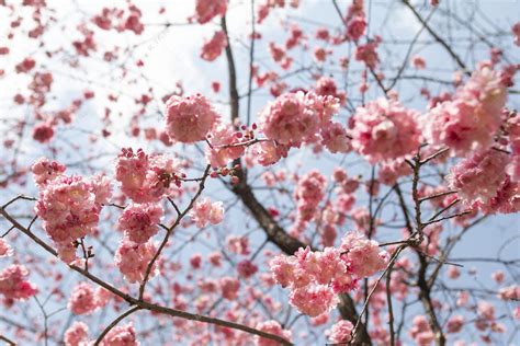 桃花是什么季节开的(桃花有几种颜色)-藤本月季网