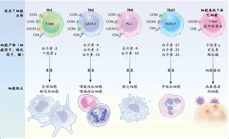 T细胞研究-优宁维(univ)官网