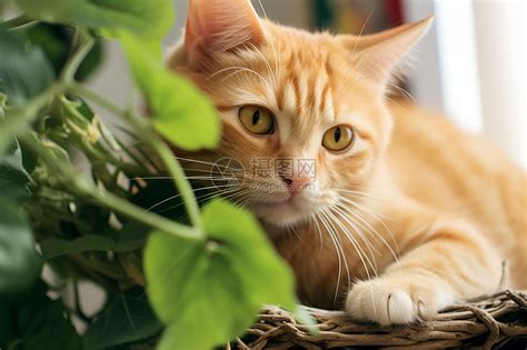 猫咪温柔女生头像