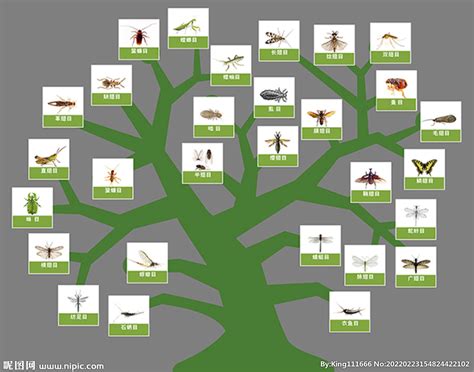 矢量昆虫纲进化树设计图__昆虫_生物世界_设计图库_昵图网nipic.com