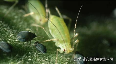 瓜蒌病虫害——蚜虫的发生规律 - 知乎