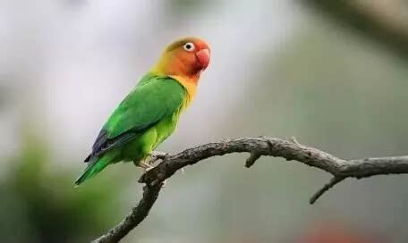 虎皮鹦鹉怎么分辨雌雄，如何训练虎皮鹦鹉说话 - 动物健康 - 每天一个健康小知识