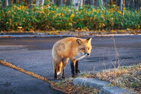 北海道知床野生狐狸高清图片下载-正版图片501267550-摄图网