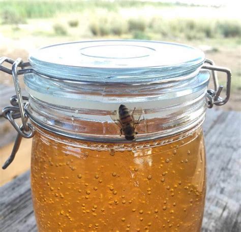 中蜂蜜和意蜂蜜的区别 - 惠农网