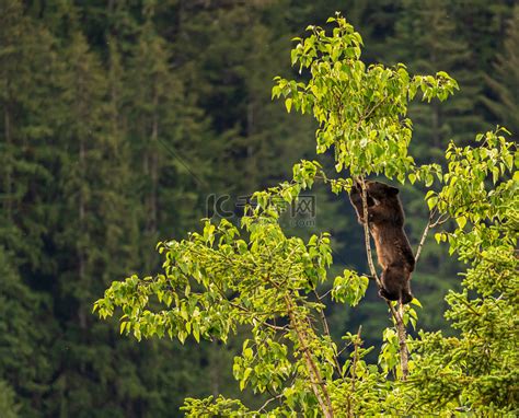 阿拉斯加树上的野生棕熊或黑熊幼崽高清摄影大图-千库网