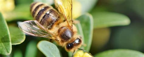 蜜蜂的特点和生活特征（昆虫记蜜蜂的特点和生活特征）_中国历史网