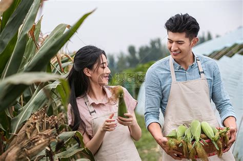 拿着放松农作物东方夫妇采摘玉米高清图片下载-正版图片501954392-摄图网