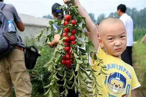 钙果苗什么品种好？钙果苗品种介绍-种植技术-中国花木网