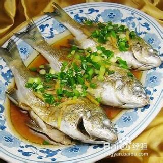加吉鱼图片