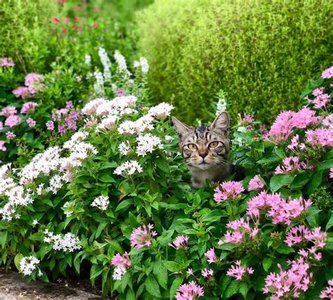 藏在花丛中的可爱小猫咪 ins：neko1718