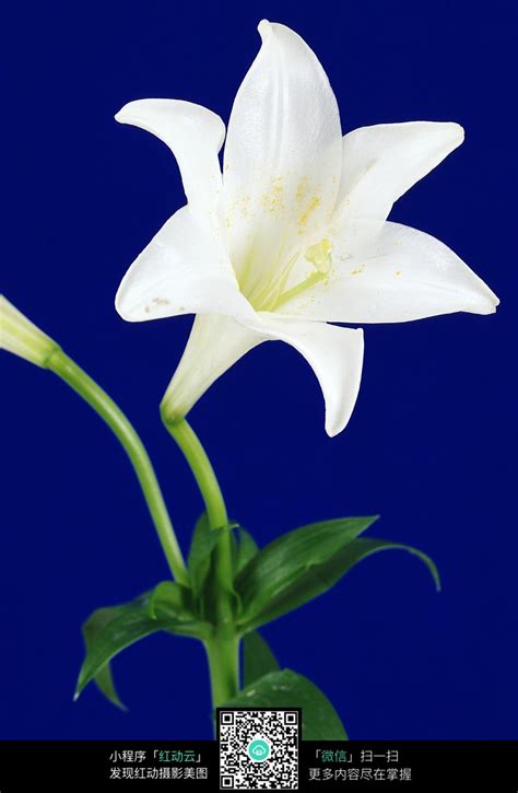 白色百合花背景图片-白色百合花素材-高清图片-摄影照片-寻图免费打包下载