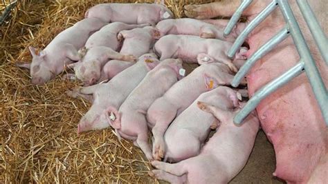 母猪一胎生10几个，它是怎么做到的？