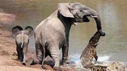 大象喝水被鳄鱼咬到鼻子，大象接下来的做人让人直呼漂亮！