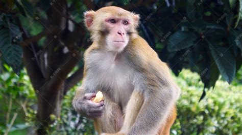 贵阳黔灵山动物园猴子吃苹果高清摄影大图-千库网