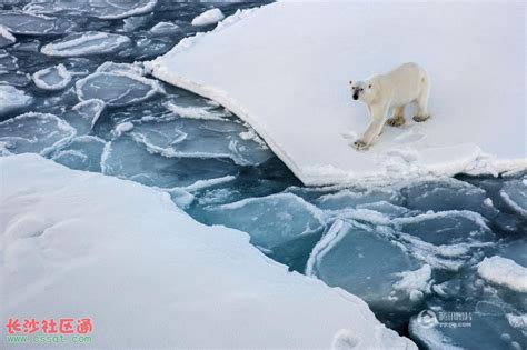 北极熊被困破碎浮冰 极地风光折射残酷现实_其它_长沙社区通