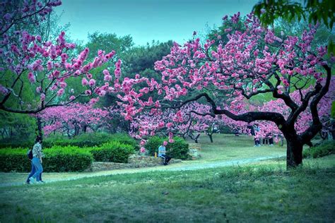 华南农业大学：樱花盛放 满园春色
