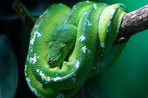 王锦蛇：无毒蛇中的“大王”，力量和毒气的双重压制，专挑毒蛇吃_臭气