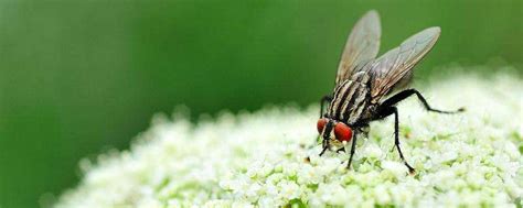 苍蝇的幼虫是什么，蝇蛆是怎么发育的 - 农敢网