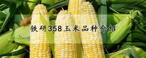 伟科702玉米种简介，适合哪里种植，产量如何-农百科