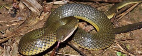 热带美洲毒蛇拟蚺、以毒蛇喂食能免疫十余种蛇毒！_毒蛇新闻_毒蛇网