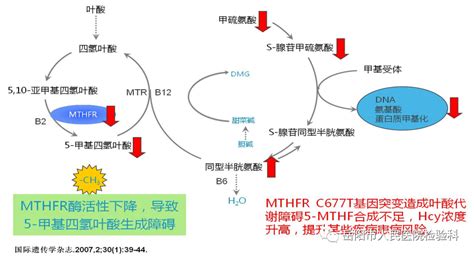 【医疗资讯】检验科新项目---亚甲基四氢叶酸还原酶（MTHFR）基因检测