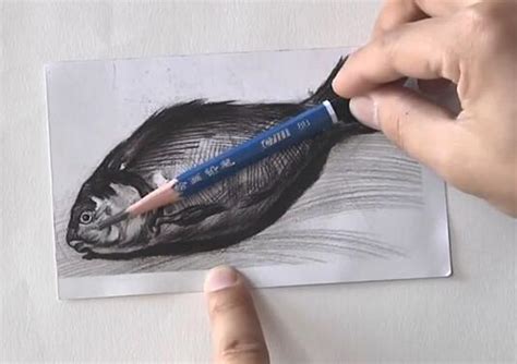 素描怎么画鱼?鱼素描画视频教程-露西学画画
