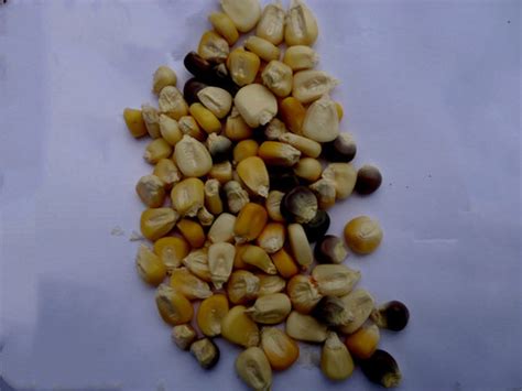 心科11玉米种子简介，其他区域在5月15号前播种 - 新三农