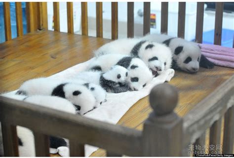 秦岭大熊猫研究中心诞生6只大熊猫宝宝_凤凰网视频_凤凰网