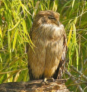 渔鸮 的图像结果