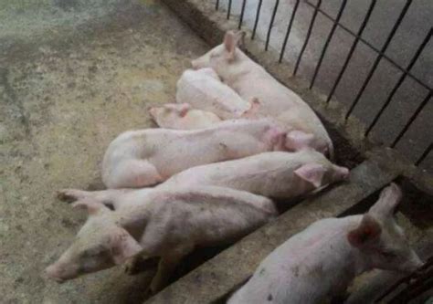 猪不吃食是什么原因，如何解决 - 农敢网