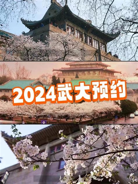 2024武大樱花节如何预约 - 知乎