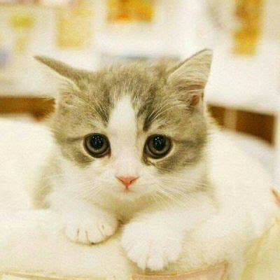 可爱白色的小猫头像，看到不用也会收藏的-可爱头像