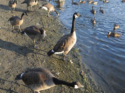 加拿大大鹅高仿质量?加拿大鹅仿品800元