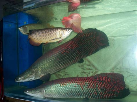 热带观赏鱼_羽一热带淡水观赏鱼养殖场热带鱼批发 - 阿里巴巴