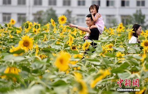 南京校园向日葵竞相怒放引民众赏花摄影“两不误”