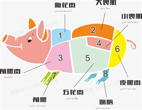 猪肉分解图图片