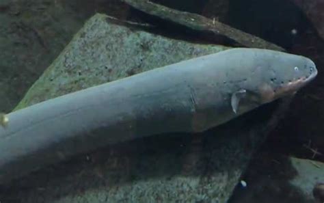 世界上最危险的五大鱼类：电鳗最弱，第一自家养自家吃！
