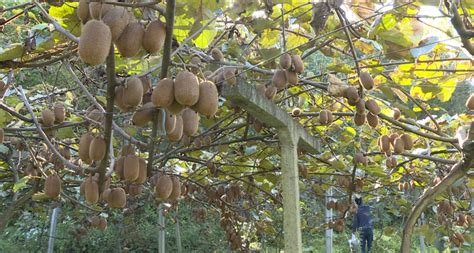 修文县积极推动休闲猕猴桃产业发展壮大 - 森林食品