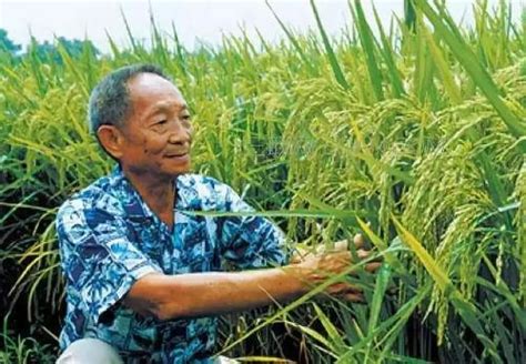 87岁袁隆平再创奇迹，海水稻试种成功，却不是杂交也不是转基因