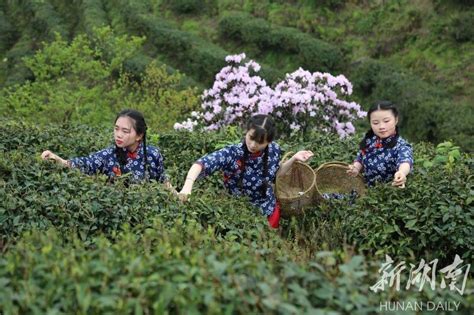 小古城村的职业经理人：把茶山竹林溪流做成健康产品，分享乡村美好生活
