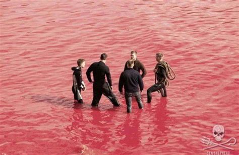 法罗群岛杀250头鲸血染海滩引争议--人民网江苏视窗--人民网