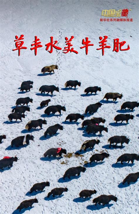 中国宝“藏”｜西藏农牧产品良种覆盖率持续扩大_深圳新闻网