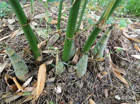 竹笋种植前景及效益分析 - 惠农网